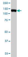 Anti-MCM2 Mouse Monoclonal Antibody [clone: 6A8]