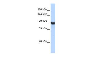 Anti-LIG1 Rabbit Polyclonal Antibody