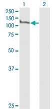 Anti-MCM2 Mouse Monoclonal Antibody [clone: 6A8]