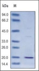 The purity of rCynoCD3E was determined by DTT-reduced (+) SDS-PAGE and staining overnight with Coomassie Blue.