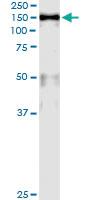 Anti-MCM2 Mouse Monoclonal Antibody [clone: 6A8]