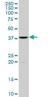 Anti-SRSF10 Mouse Monoclonal Antibody [clone: 1G11]