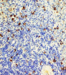 Anti-CD95 Rabbit Polyclonal Antibody