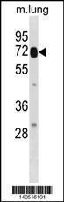 Anti-LGALS3BP Rabbit Polyclonal Antibody (AP (Alkaline Phosphatase))