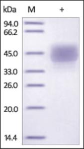 The purity of Cynomolgus CD3E Fc Chimera was determined by DTT-reduced (+) SDS-PAGE and staining overnight with Coomassie Blue.