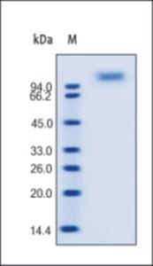 The purity of rh CD62E was determined by DTT-reduced (+) SDS-PAGE and staining overnight with Coomassie Blue.