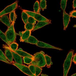 Antibody anti-MXI1 pcrp-MXI1-1A3 100 µg