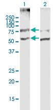 Anti-SLC19A2 Mouse Polyclonal Antibody