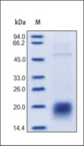 The purity of rh CD3E was determined by DTT-reduced (+) SDS-PAGE and staining overnight with Coomassie Blue.