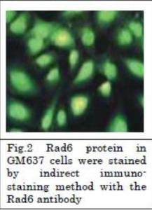 Anti-Rad6 Rabbit Polyclonal Antibody