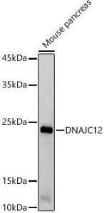 Anti-DNAJC12 Rabbit Monoclonal Antibody [clone: ARC2898]