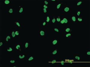 Anti-MCM2 Mouse Monoclonal Antibody [clone: 6A8]