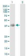 Anti-DFFA Rabbit Polyclonal Antibody