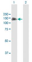 Anti-NLRP2 Rabbit Polyclonal Antibody