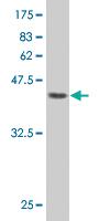 Anti-PRKRIP1 Mouse Monoclonal Antibody [clone: M1]