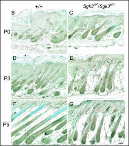 Anti-SGK3 Rabbit Polyclonal Antibody (FITC (Fluorescein Isothiocyanate))