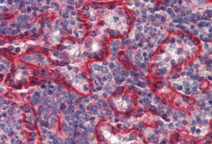 Immunohistochemistry staining of human spleen (paraffin sections) with Anti-HLA E Antibody (A86034)