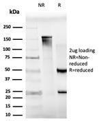 Antibody anti-MXI1 pcrp-MXI1-1A3 100 µg