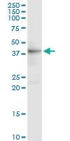 Anti-DFFA Rabbit Polyclonal Antibody