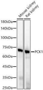 Western blot analysis of various lysates, using Anti-PCK1 / PEPC Antibody [ARC56074] (A306044) at 1:2000 dilution