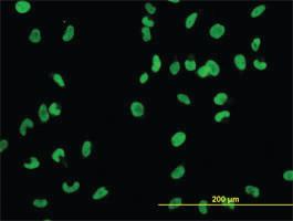 Anti-MCM2 Mouse Monoclonal Antibody [clone: 6A8]