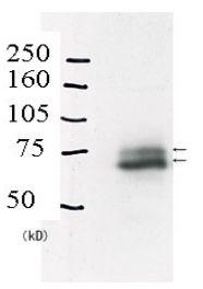 Anti-Rad18 Rabbit Polyclonal Antibody