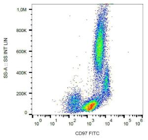 Anti-CD97 antibody