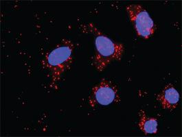 Anti-DFFA Mouse Monoclonal Antibody [clone: 3A11]