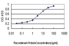 Anti-MCM2 Mouse Monoclonal Antibody [clone: 6A8]