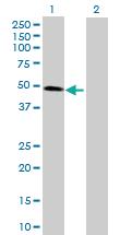 Anti-CDC123 Mouse Polyclonal Antibody