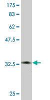 Anti-DOCK4 Mouse Monoclonal Antibody [clone: 1B3]