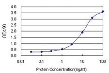 Anti-STIP1 Antibody Pair