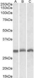 Anti-PSMA4 antibody