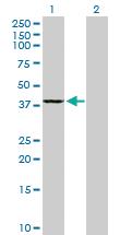 Anti-GMPR2 Mouse Polyclonal Antibody