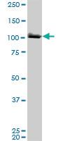 Anti-MCM3 Mouse Monoclonal Antibody [clone: 4F7]