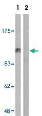 Anti-ABL1 Rabbit Polyclonal Antibody