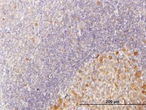 Anti-CDC123 Mouse Polyclonal Antibody