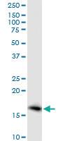 Anti-PTGES Mouse Polyclonal Antibody