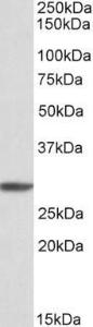 Anti-PSMA4 antibody