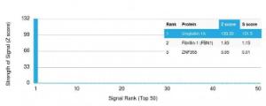 Analysis of protein array containing more than 19,000 full-length human proteins using Anti-Uroplakin 1A Antibody [UPK1A/2921