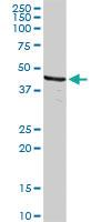 Anti-DFFB Rabbit Polyclonal Antibody