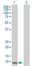 Anti-CXCL13 Mouse Polyclonal Antibody