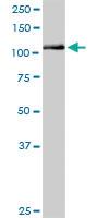 Anti-NLRP2 Rabbit Polyclonal Antibody