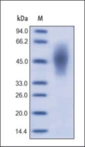 The purity of rh CEACAM6 was determined by DTT-reduced (+) SDS-PAGE and staining overnight with Coomassie Blue.