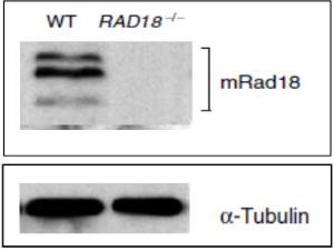 Anti-Rad18 Antibody