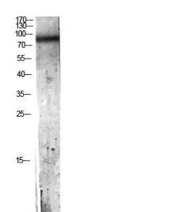 Antibody anti-C7 100 µg