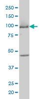 Anti-MCM3 Mouse Monoclonal Antibody [clone: 4F7]