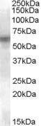 Anti-LYN Antibody (A84493) (0.1 µg/ml) staining of U937 lysate (35 µg protein in RIPA buffer). Primary incubation was 1 hour. Detected by chemiluminescence