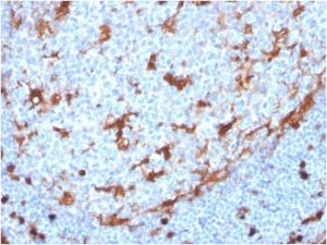 Immunohistochemical analysis of formalin-fixed, paraffin-embedded human tonsil using Anti-Annexin A1 Antibody [ANXA1/3869R]