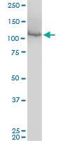 Anti-MCM3 Mouse Monoclonal Antibody [clone: 4F7]